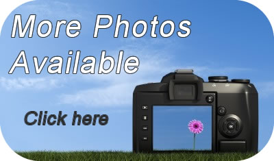 Book Villa Pollenca Can Llamas online
